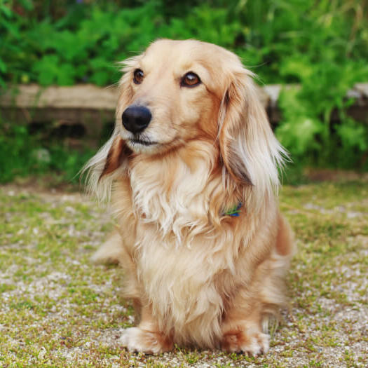Miniature LongHaired Dachshund standing in the yard